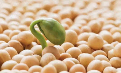Dado el comportamiento de la Salmonelosis aviar, el ICA modificó acto con el fin de brindar a los productores y a todos los actores de la cadena productiva, la posibilidad de implementar otras medidas sanitarias
