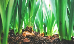 Proyecto del MinAgricultura busca reglamentar la organización y el funcionamiento del Fondo Nacional de Adecuación de Tierras (Fonat)