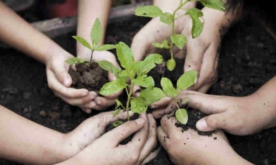Proyecto de ley busca crear el Servicio Socioambiental de Reforestación