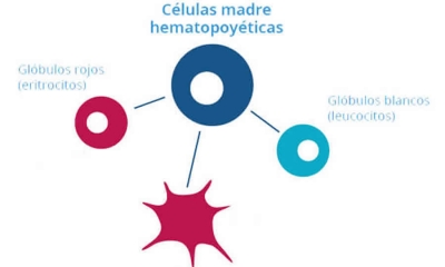 A estudios iniciativa del MinSalud que reglamentaria leyes sobre donaciones de componentes anatómicos, creación de bancos de células y otras disposiciones