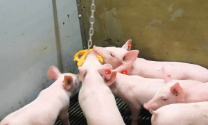 Adoptado el Manual de Condiciones de Bienestar Animal para las especies Équidas, Porcinas, Ovinas y Caprinas
