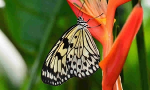 Proyecto de Acuerdo del Concejo de Bogotá, propone una estrategia para promover el cuidado y protección de la flora y fauna silvestre de la Capital