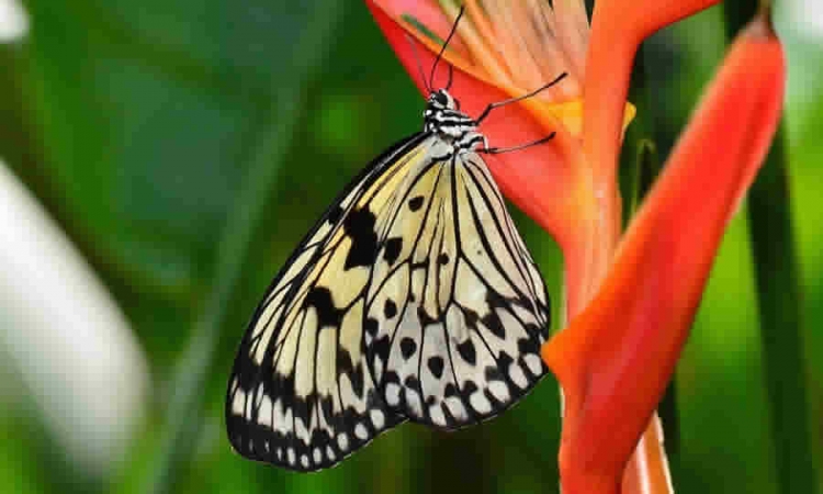 Proyecto de Acuerdo del Concejo de Bogotá, propone una estrategia para promover el cuidado y protección de la flora y fauna silvestre de la Capital