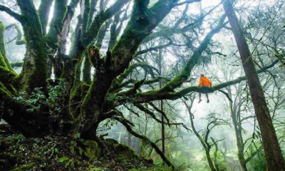 Concepto del MinAmbiente sobre los trámites de permiso de aprovechamiento forestal de árboles aislados en predios privado