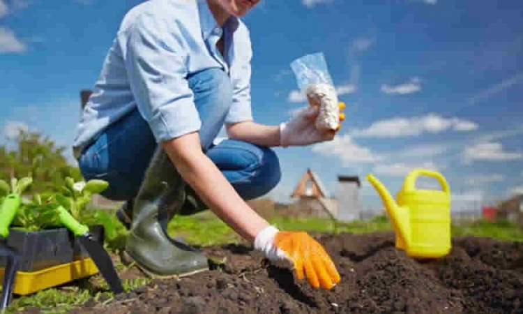 ICA estableció fechas límites para la venta y siembra de semillas de Maíz y Sorgo, para la cosecha del año 2021 en el Cesar