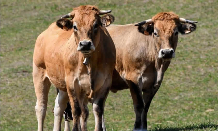 ICA prorroga emergencia fitosanitaria por la presencia de la enfermedad Marchitez de las Musáceas en el territorio nacional