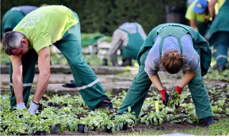 ICA estableció requisitos para el registro de viveros básicos dedicados a la producción y comercialización de material vegetal de propagación para la siembra en el país