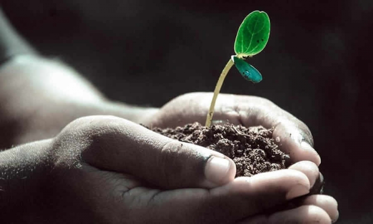 Texto del decreto que modifica disposiciones de Programa de Apoyo para el Pago de la Prima de Servicios para el sector agropecuario