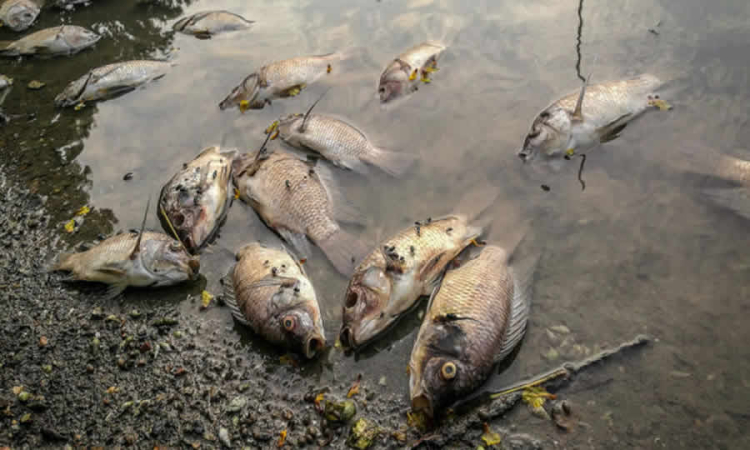 Consejo de Estado ordenó a la CVC continuar adelantando acciones frente al control de vertimientos al canal de aguas lluvias y residuales del río Fraile, aunado a la construcción de una red de alcantarillado