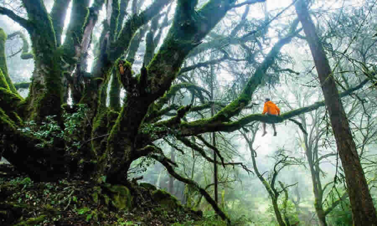 Proyecto de Norma de MinAmbiente busca adoptar términos de referencia para la elaboración del estudio técnico que sustenta la solicitud de sustracción de áreas de reserva forestal para obras de utilidad pública o interés social