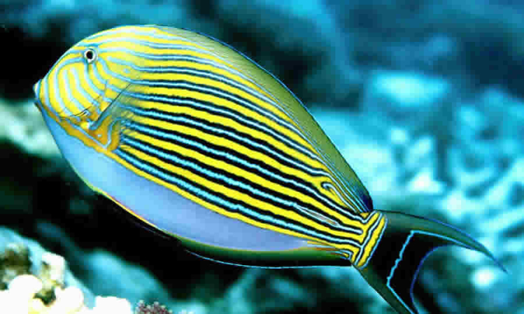 Proyecto de norma amplía área protegida en Acandí y refuerza conservación de ecosistemas marinos