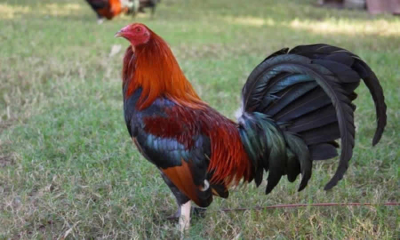 MinSalud modificó requisitos sanitarios para plantas de beneficio de aves de corral