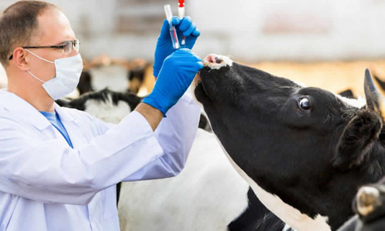 ICA actualizó la zonificación sanitaria para la fiebre aftosa