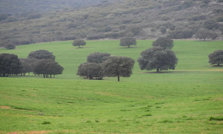 SSPD precisa decisión del Consejo de Estado en el que obligó al Municipio de Dagua suspender certificados para construcción en Reservas Forestales