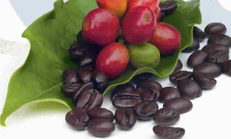 MinAgricultura reconoce e inscribe el Consejo Nacional de la Cadena Productiva del café colombiano y su agroindustria