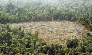 MinAmbiente efectuó sustracción definitiva de áreas de reserva forestal como parte del proceso de restitución de tierras a víctimas en el municipio de Almaguer, Cauca