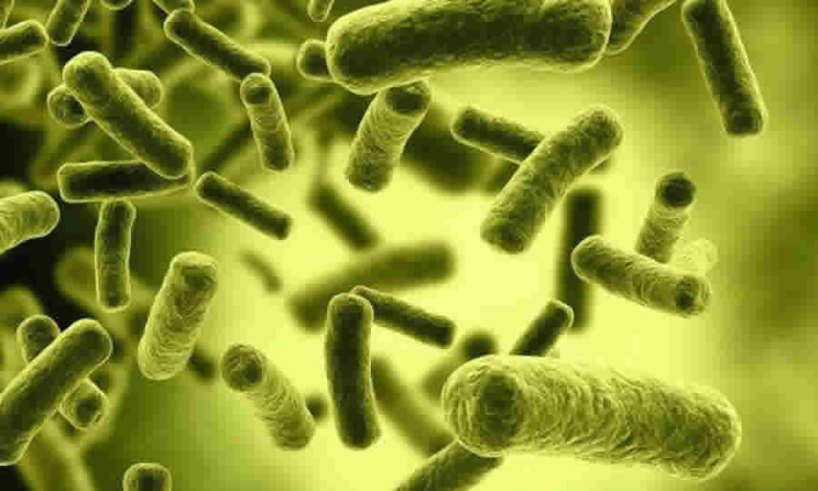 ICA levantó las medidas sanitarias especiales para el control de la Brucelosis bovina