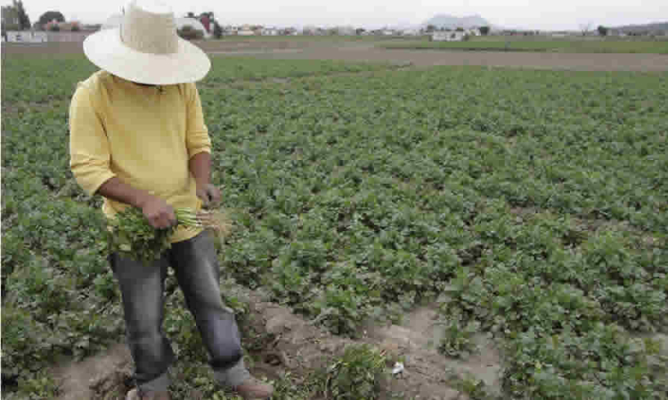 Gobierno estableció medidas para la adopción de los programas para el fortalecimiento de las asociaciones campesinas y agropecuarias