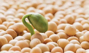 MinAgricultura fijó precios de referencia para la liquidación de las Cuotas de Fomento Arrocero, Cauchero y del Fríjol Soya, para el segundo semestre de 2024