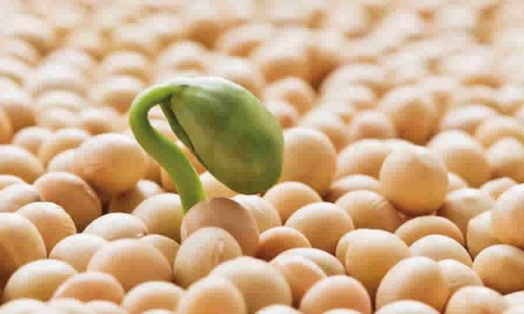 MinAgricultura fijó precios de referencia para la liquidación de las Cuotas de Fomento Arrocero, Cauchero y del Fríjol Soya, para el segundo semestre de 2024