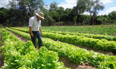 Texto de la Ley que declara la producción bananera y platanera y su cultura gastronómica, como patrimonio cultural, inmaterial de la Nación