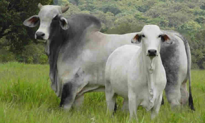 ICA estableció el alcance de la norma de la Entidad que establece las directrices para el establecimiento de requisitos sanitarios y fitosanitarios para la importación de animales bajo la técnica In Vitro