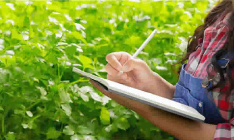 Fijados criterios ambientales para planificar y controlar el cultivo de aguacate en Colombia