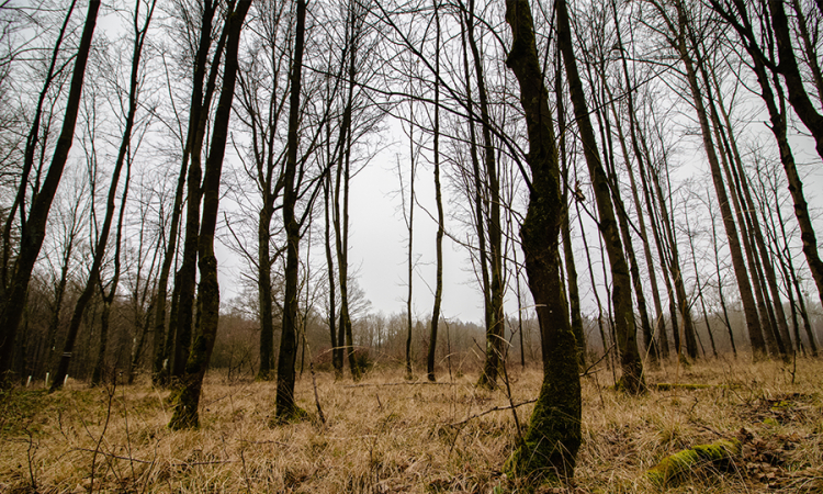 MinAmbiente prorrogó por el término de dos años los efectos jurídicos de varias zonas de protección y desarrollo de los recursos naturales, entre ellas, los bosques secos del Patía