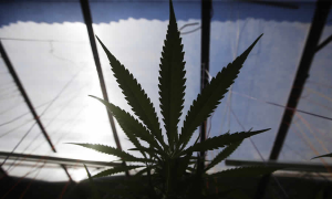 El Gobierno habilitó plataforma virtual para impulsar el desarrollo sostenible de las industrias del cannabis y cáñamo