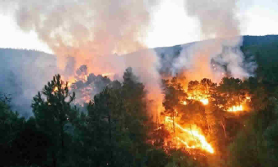 Publicadas salvaguardas sociales y ambientales para implementar las medidas de reducción de emisiones por deforestación y degradación de bosques