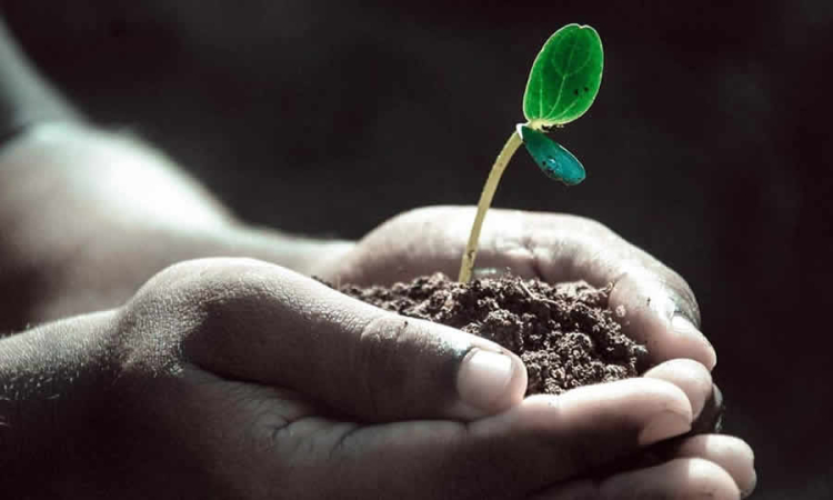 Texto de la Ley de ciudades verdes