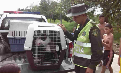 Texto de la norma que establece ruta de atención al maltrato animal