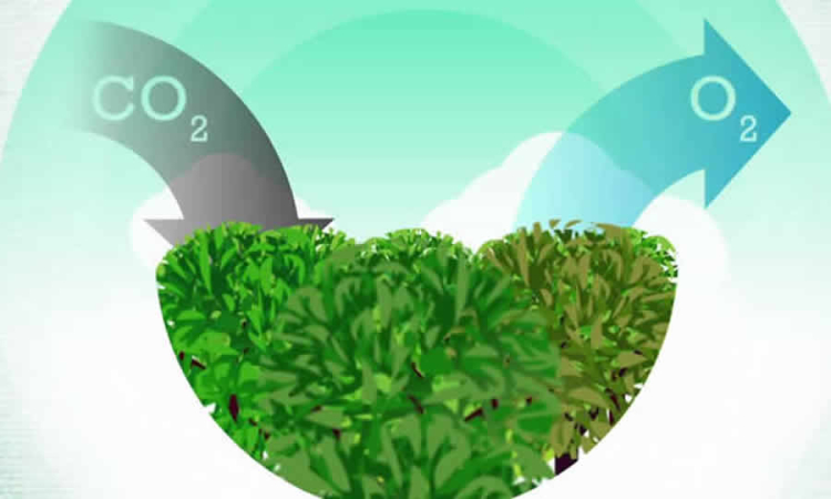 Consejo de Estado negó tutela que buscaba la protección de la problemática ecológica que sufre el ecosistema del Parque Tayrona por el tránsito de equinos sin los correspondientes permisos