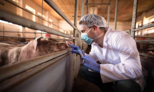 ICA reglamentó las solicitudes y trámites de análisis de riesgos de plagas y enfermedades para la importación a Colombia de animales y vegetales