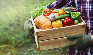 Recomendaciones de la SIC al ICA sobre el proyecto de norma que busca establecer los requisitos para la movilización de material vegetal dentro del territorio nacional