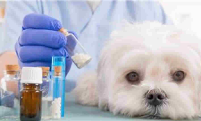 ¿La exclusión del impuesto a plásticos de un solo uso para fines médicos y farmacéuticos se extiende a los productos de uso veterinario?: DIAN responde