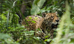 Secretaría Distrital de Ambiente recomienda ajustes al Proyecto de Ley sobre Juntas Defensoras de Animales
