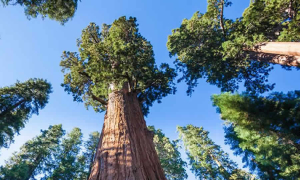 Texto del comunicado de la Corte en el que fijó límites a competencias ambientales indígenas